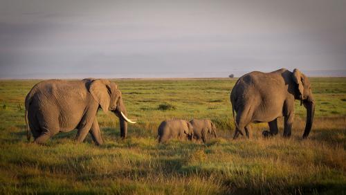 Исследование показало, что слоны, как и люди, называют друг друга по именам