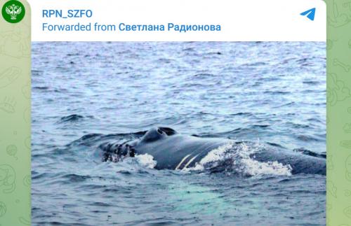 В Мурманской области начали спасать кита, пострадавшего от рыбацких сетей